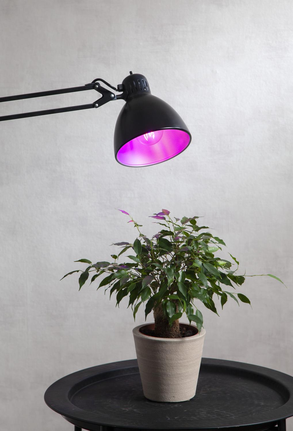 LED-LAMPA E27 A60 PLANT LIGHT