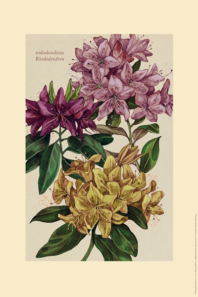 Plansch, rododendron 9789198664447