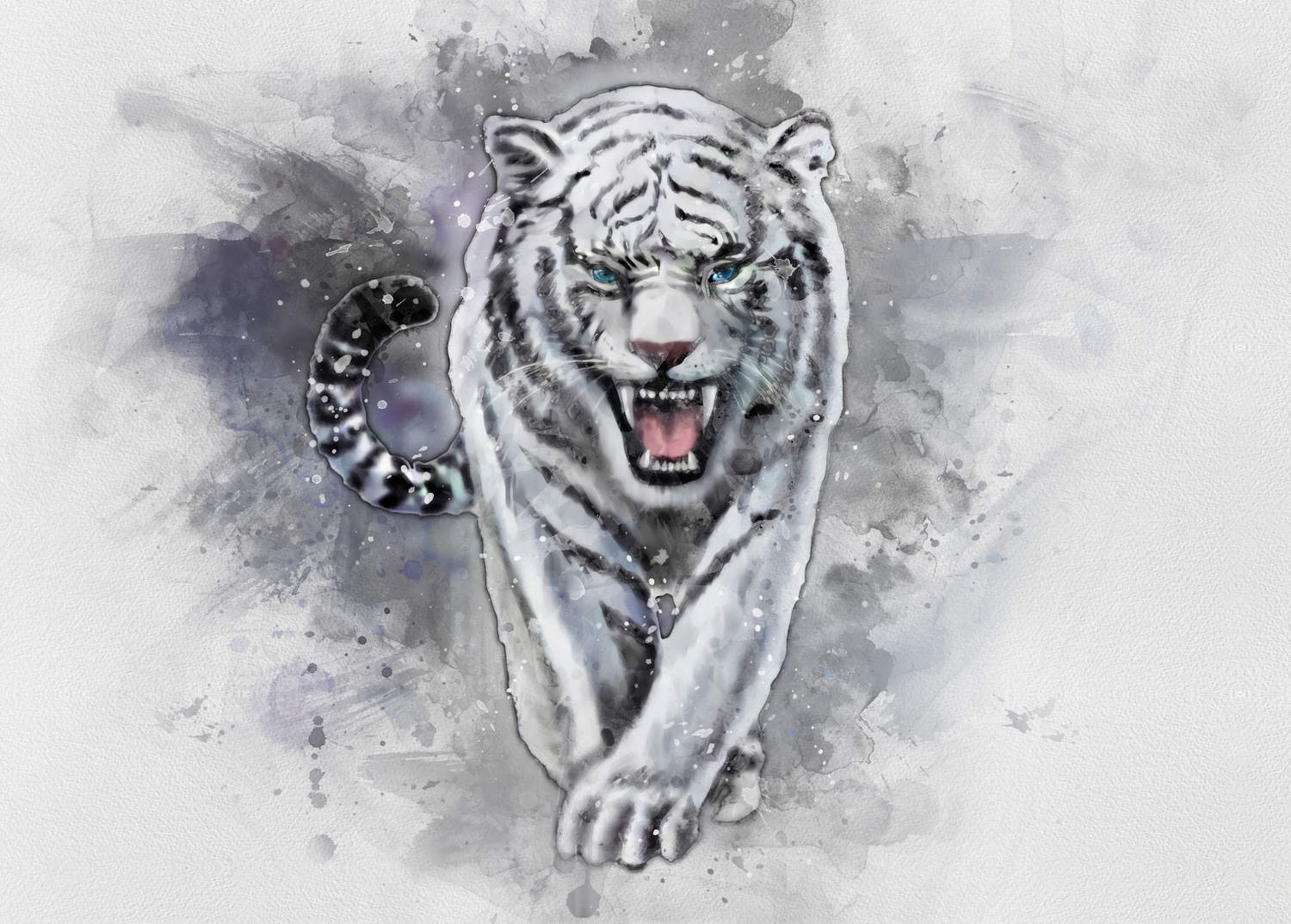 A3 Print - White Tiger - Vit tiger